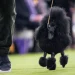 Couples and handlers preparing dogs at the Westminster Dog Show ringside - AP Photo/Angelina Katsanis