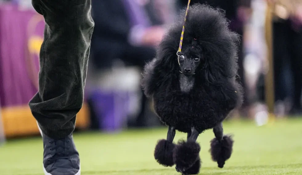 Couples and handlers preparing dogs at the Westminster Dog Show ringside - AP Photo/Angelina Katsanis