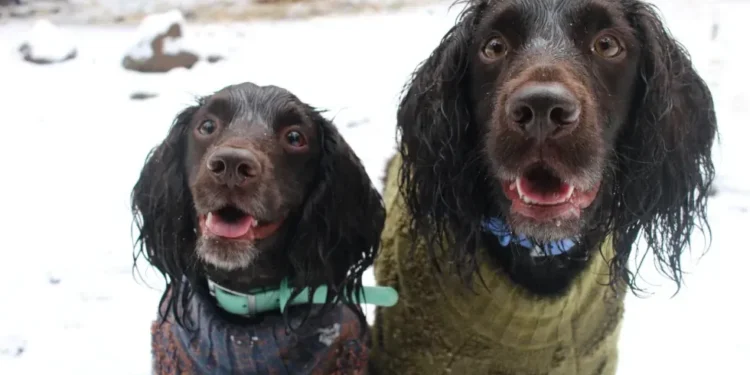 Dog wearing winter jacket walking in snow - AP Photo/Cheyanne Mumphrey
