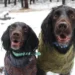 Dog wearing winter jacket walking in snow - AP Photo/Cheyanne Mumphrey