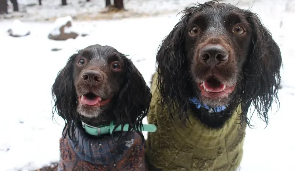 Dog wearing winter jacket walking in snow - AP Photo/Cheyanne Mumphrey