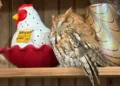 Eastern screech owl perched inside New York antique store shelf - New York State Department of Environmental Conservation via AP