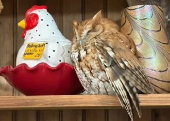 Eastern screech owl perched inside New York antique store shelf - New York State Department of Environmental Conservation via AP