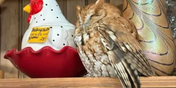 Eastern screech owl perched inside New York antique store shelf - New York State Department of Environmental Conservation via AP