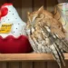 Eastern screech owl perched inside New York antique store shelf - New York State Department of Environmental Conservation via AP