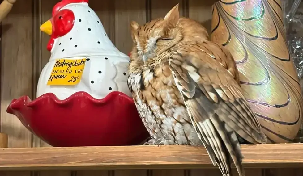 Eastern screech owl perched inside New York antique store shelf - New York State Department of Environmental Conservation via AP