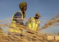 Refugee firefighters training to combat bushfires near Mbera camp in Mauritania - AP Photo/Caitlin Kelly