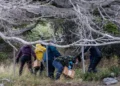 Argentine scientists collecting rodent traps during hantavirus investigation in Ushuaia - AP Photo/Lujan Agusti