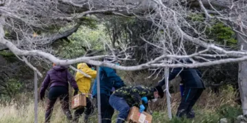 Argentine scientists collecting rodent traps during hantavirus investigation in Ushuaia - AP Photo/Lujan Agusti