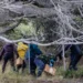 Argentine scientists collecting rodent traps during hantavirus investigation in Ushuaia - AP Photo/Lujan Agusti
