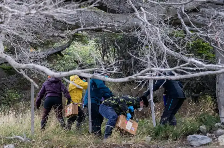 Argentine scientists collecting rodent traps during hantavirus investigation in Ushuaia - AP Photo/Lujan Agusti