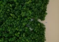 Aerial view of the Amazon rainforest in Brazil during conservation efforts - AP Photo/Eraldo Peres, File