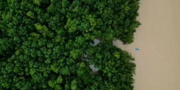 Aerial view of the Amazon rainforest in Brazil during conservation efforts - AP Photo/Eraldo Peres, File