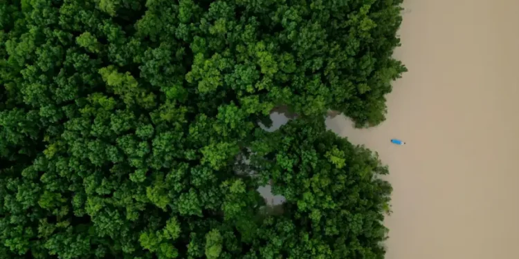 Aerial view of the Amazon rainforest in Brazil during conservation efforts - AP Photo/Eraldo Peres, File