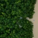 Aerial view of the Amazon rainforest in Brazil during conservation efforts - AP Photo/Eraldo Peres, File