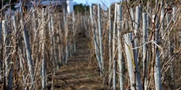 Small backyard vineyard in Cape Town South Africa - AP Photo/Neil Shaw
