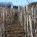 Small backyard vineyard in Cape Town South Africa - AP Photo/Neil Shaw