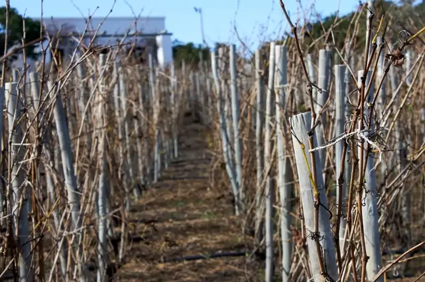 Small backyard vineyard in Cape Town South Africa - AP Photo/Neil Shaw