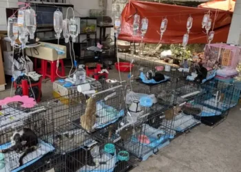 Police rescue hundreds of cats from illegal cages in Vietnam operation - Vietname Cat Welfare via AP