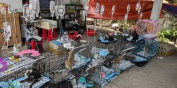 Police rescue hundreds of cats from illegal cages in Vietnam operation - Vietname Cat Welfare via AP