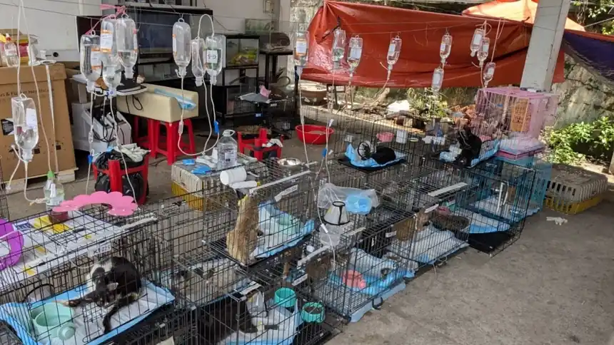 Police rescue hundreds of cats from illegal cages in Vietnam operation - Vietname Cat Welfare via AP
