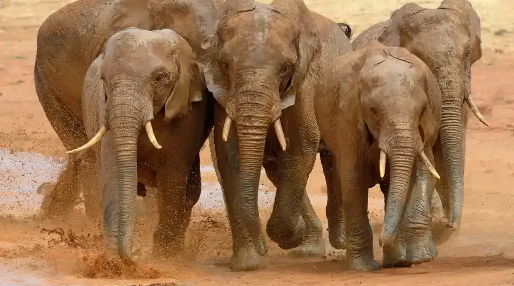 A herd of African elephants runs across open grassland in Tsavo National Park, Kenya, with dust rising behind them.