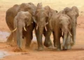 A herd of African elephants runs across open grassland in Tsavo National Park, Kenya, with dust rising behind them.