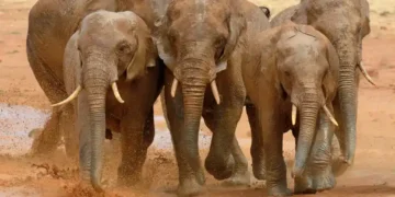 A herd of African elephants runs across open grassland in Tsavo National Park, Kenya, with dust rising behind them.