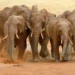 A herd of African elephants runs across open grassland in Tsavo National Park, Kenya, with dust rising behind them.