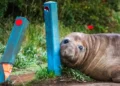 Neil the elephant seal rests on a street in Tasmania. - Sam Volker Photography via AP