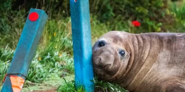 Neil the elephant seal rests on a street in Tasmania. - Sam Volker Photography via AP