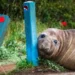Neil the elephant seal rests on a street in Tasmania. - Sam Volker Photography via AP