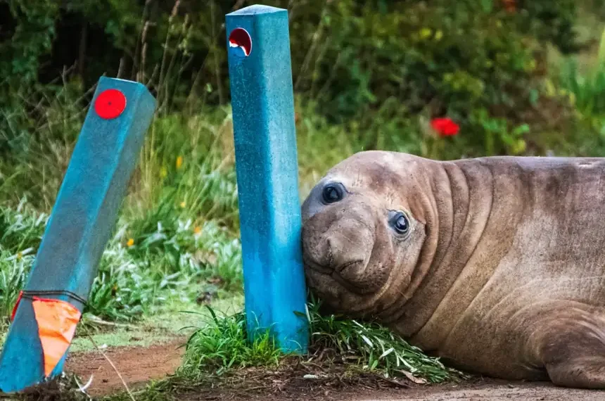 Neil the elephant seal rests on a street in Tasmania. - Sam Volker Photography via AP