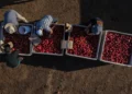 California farmer distributes free white nectarines during ongoing contract dispute - AP Photo/Jae C. Hong