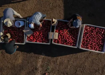 California farmer distributes free white nectarines during ongoing contract dispute - AP Photo/Jae C. Hong