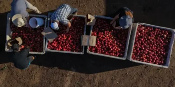 California farmer distributes free white nectarines during ongoing contract dispute - AP Photo/Jae C. Hong