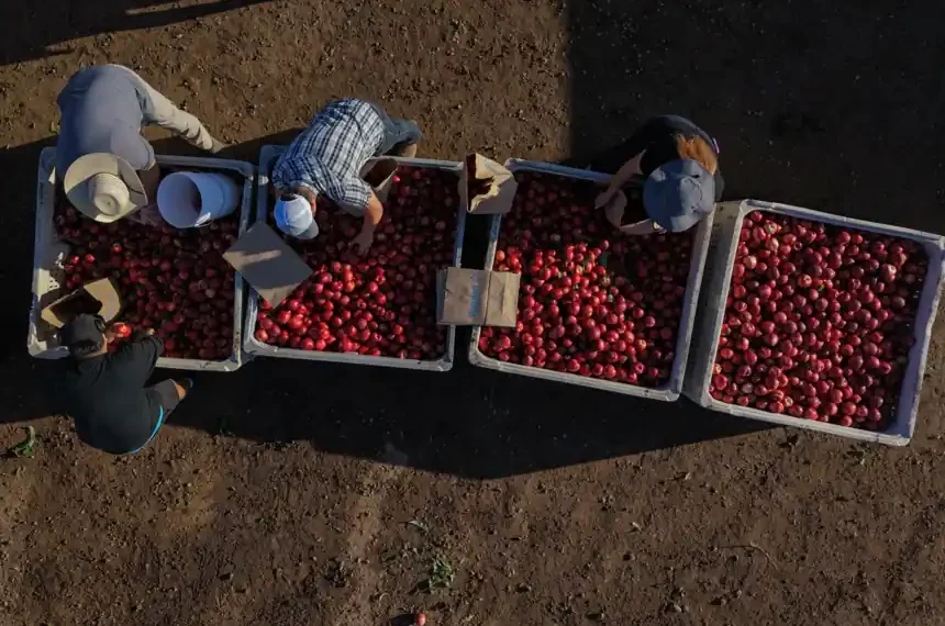 California farmer distributes free white nectarines during ongoing contract dispute - AP Photo/Jae C. Hong