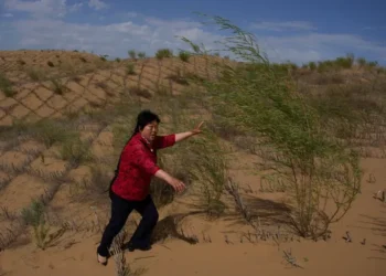 Workers maintain straw checkerboards and vegetation in China's Kubuqi Desert. - AP Photo/Ng Han Guan
