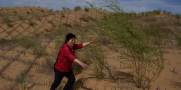 Workers maintain straw checkerboards and vegetation in China's Kubuqi Desert. - AP Photo/Ng Han Guan