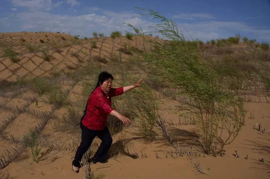 Workers maintain straw checkerboards and vegetation in China's Kubuqi Desert. - AP Photo/Ng Han Guan