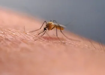 Person scratching a mosquito bite on their arm outdoors - AP Photo/Rick Bowmer, File