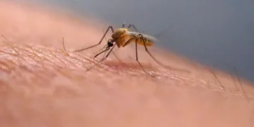 Person scratching a mosquito bite on their arm outdoors - AP Photo/Rick Bowmer, File