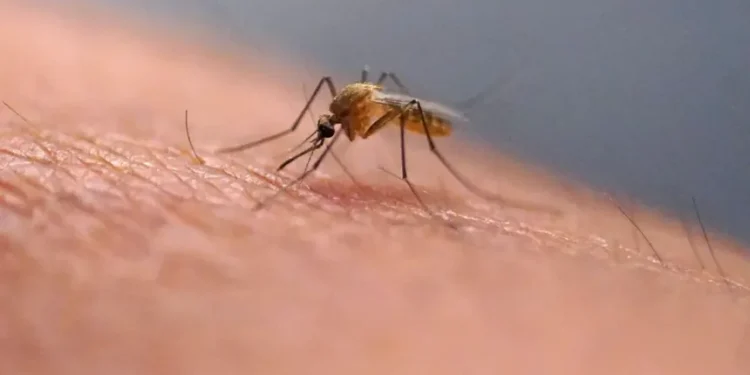 Person scratching a mosquito bite on their arm outdoors - AP Photo/Rick Bowmer, File
