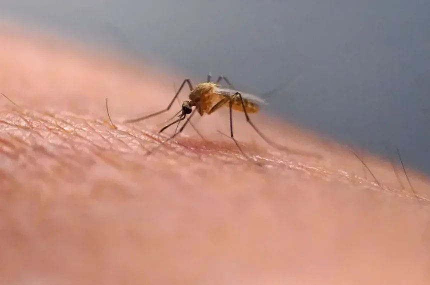 Person scratching a mosquito bite on their arm outdoors - AP Photo/Rick Bowmer, File