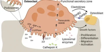 Scientific illustration showing osteoclast-mediated bone resorption and signaling pathways that support bone replacement by osteoblasts.