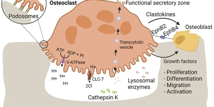 Scientific illustration showing osteoclast-mediated bone resorption and signaling pathways that support bone replacement by osteoblasts.