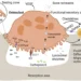 Scientific illustration showing osteoclast-mediated bone resorption and signaling pathways that support bone replacement by osteoblasts.